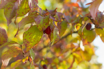 CorCornus mas or common red dogwood. autumn wild berries on the branches of a shrub. Natural bright background with bokeh copy space. Harvesting in autumn. Natural vitamins, healthy fruits in soft foc