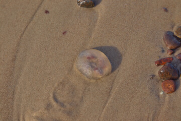 jellyfish washed up on the sandy shore of the Baltic Sea, (Polish name " meduza ") Poland © PioKal