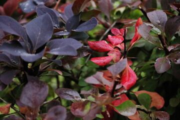 Close-up of yellow red tree leaves in autumn.  Autumn breezes with colorful tree leaves