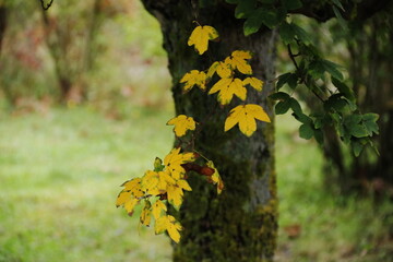 Close-up of yellow red tree leaves in autumn.  Autumn breezes with colorful tree leaves