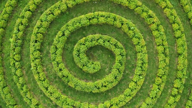 Aerial top wiew of green topiari bush in shape of a spiral in the park. Landscape design.