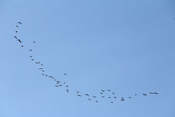 Train of the cranes 