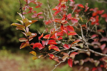 Close-up of yellow red tree leaves in autumn.  Autumn breezes with colorful tree leaves
