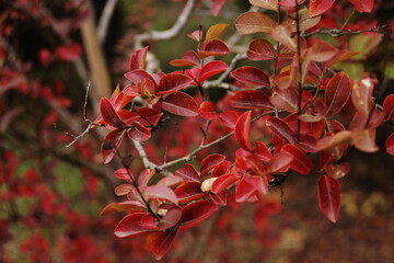 Close-up of yellow red tree leaves in autumn.  Autumn breezes with colorful tree leaves