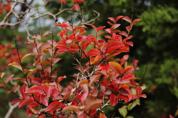 Close-up of yellow red tree leaves in autumn.  Autumn breezes with colorful tree leaves
