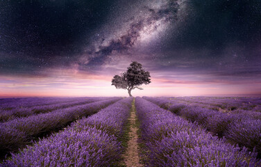 A lavender field full of purple flowers at night with the night sky filled with stars. Photo composite. - Powered by Adobe