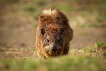 Fototapeta premium Rock Hyrax - Procavia capensis also dassie, Cape hyrax, rock rabbit and coney, medium-sized terrestrial mammal native to Africa and the Middle East, order Hyracoidea genus Procavia