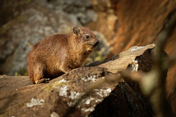 Rock Hyrax - Procavia capensis also dassie, Cape hyrax, rock rabbit and coney, medium-sized terrestrial mammal native to Africa and the Middle East, order Hyracoidea genus Procavia