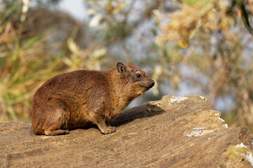 Rock Hyrax - Procavia capensis also dassie, Cape hyrax, rock rabbit and coney, medium-sized terrestrial mammal native to Africa and the Middle East, order Hyracoidea genus Procavia