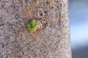 アオイラガ９月