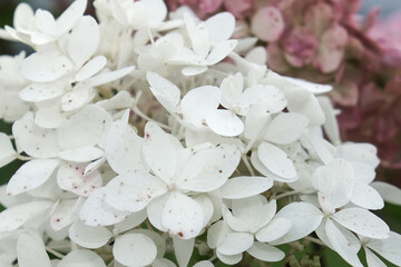 White flowers of hydrangea, hortensia in the garden, beautiful blossom af decorative shrubs