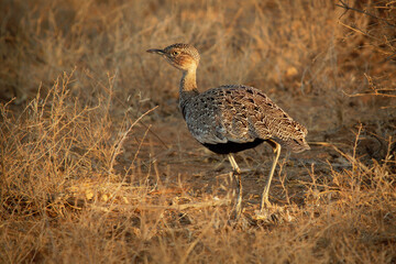 Buff-crested Bustard - Lophotis gindiana bird in the Otididae, found in Djibouti, Ethiopia, Kenya, Somalia, South Sudan, Tanzania, Uganda, savanna and shrubland, ground bird in dry savannah