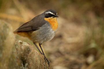 Cape Robin-chat - Cossypha caffra small passerine bird of the flycatcher family Muscicapidae, from South Sudan to South Africa, grey, orange and black bird in Kenya