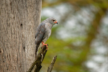 Gabar Goshawk - Micronisus gabar small species of African and Arabian bird of prey in the family ccipitridae, grey body and yellow beak, sitting on the branch in Lake Nakuru in Kenya