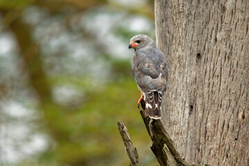 Gabar Goshawk - Micronisus gabar small species of African and Arabian bird of prey in the family ccipitridae, grey body and yellow beak, sitting on the branch in Lake Nakuru in Kenya