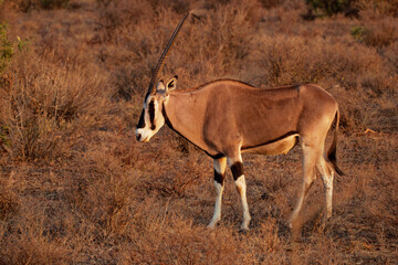 East African Oryx - Oryx beisa also Beisa, antelope from East Africa, found in steppe and...