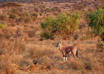 East African Oryx - Oryx beisa also Beisa, antelope from East Africa, found in steppe and...