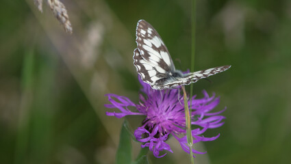 A checkerboard butterfly closeup at summer in saarland, copy space