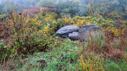 Shenandoah National Park Colorful Vegetation