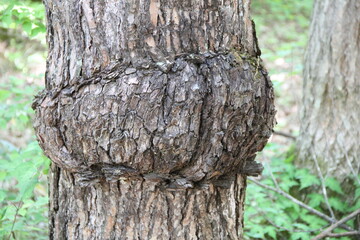 原因は不明だが、一部分が瘤状に変形している木の幹
