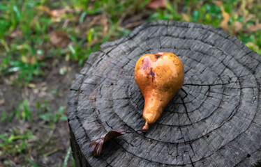 A yellow pear on a stump in the rainy autumn day, grass background