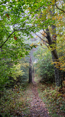 Shenandoah National Park Hike Tree
