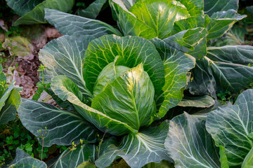 Cabbage grows in the garden. Agriculture. Healthy food for humans. Growing cabbage at home.