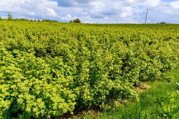 Fototapeta na wymiar Currant field and colorful sky. Panoramic agricultural landscapes. Panoramic view of the fruit plantation.
