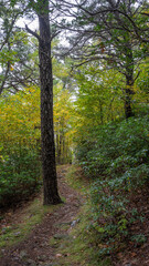 Obraz premium Shenandoah National Park Hike Tree
