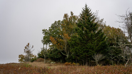 Shenandoah National Park Tree