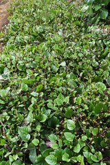 Malabar spinach cultivation. Bassellaceae annual vine plants.
It is a highly nutritious vegetable rich in vitamins and minerals, and its leaves and stems are edible. 