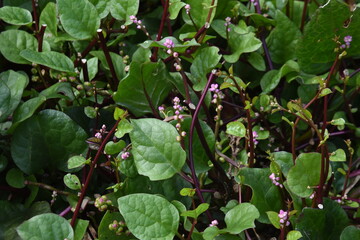 Malabar spinach cultivation. Bassellaceae annual vine plants.
It is a highly nutritious vegetable rich in vitamins and minerals, and its leaves and stems are edible. 