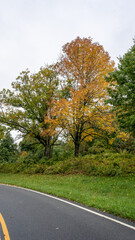 Shenandoah National Park Tree