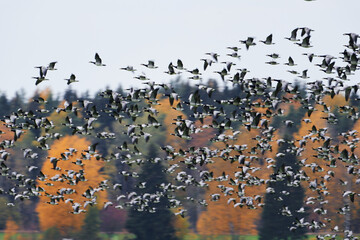 Thick flock of barnacle goose flying in fast speed past forest with Autumn foliage on October Afternoon in Helsinki, Finland.