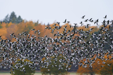 Thick flock of barnacle goose flying in fast speed past forest with Autumn foliage on October Afternoon in Helsinki, Finland.