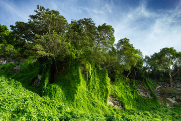 Fototapeta premium trees and clouds