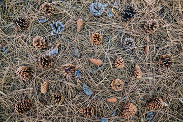 Cones lie on the ground with dried pine needles.