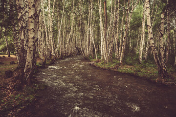 Monochrome landscape with small river in birch grove. Atmospheric forest scenery with mountain river with transparent water and stony bottom in sepia tones. Clear water in beautiful mountain brook.