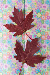 two red maple leaves resting on an open book