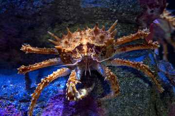 Spiny king crab
