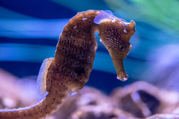 Longsnout Seahorse 
