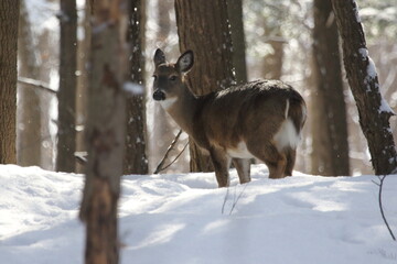 Cerf de virginie, white-tailed deer dans son environnement naturel canadien