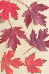 autumn leaves background
