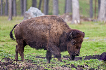 Obraz na płótnie Canvas Bison Stock Photo and Image. Close-up side view walking in the field with a blur forest background displaying large body and horns in its environment and habitat surrounding. Buffalo Picture.