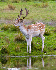 Deer Fallow Stock Photo and Image. Standing by the water with reflection in the field with grass background in his environment and surrounding habitat displaying its antlers.  Fallow Deer Image.