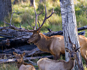 Elk Stock Photo and Image. Male buck protecting his female herd in the mating season in the bush with trees and grass background in their environment and habitat surrounding. Head shot.