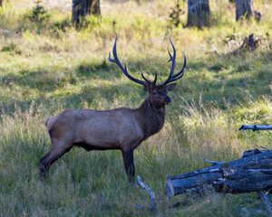Elk Stock Photo and Image. Male buck side view in the field in mating season in the bush with grass and trees background in its environment and habitat surrounding. Head shot. Displaying antlers.
