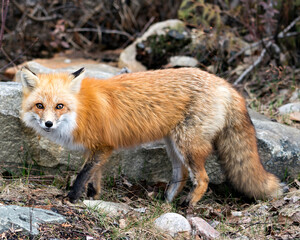 Red Fox Photo Stock. Fox Image. Close-up side view, looking at camera in the spring season with blur forest background in its environment and habitat. Picture. Portrait.