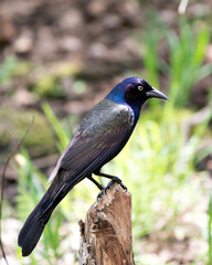 Common Grackle Photo Stock. Perched with a blur background in the forest displaying body, blue mauve feather, beak in its habitat and environment. Common Grackle Image. Picture. Portrait.