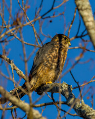 Hawk Stock Photo and Image. Perched and bathing in sunlight on a tree with blue sky background in its environment and habitat surrounding displaying brown feather plumage.